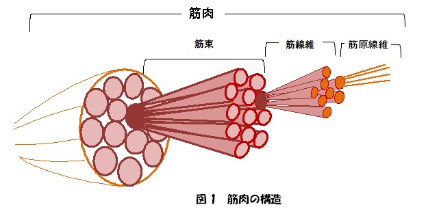 筋肉の構造