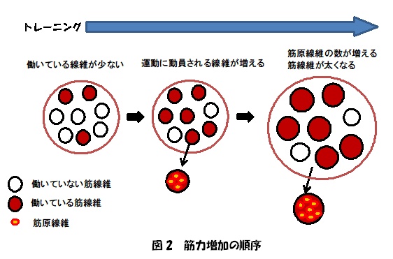 筋肉増加の順序