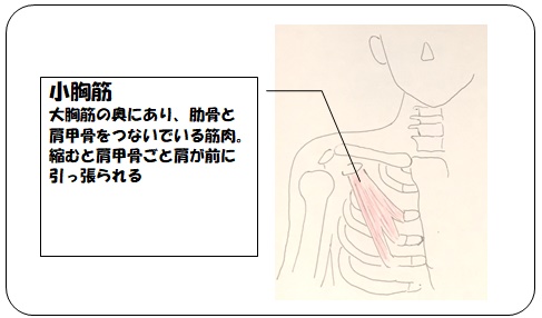 胸郭 出口 症候群 筋 トレ