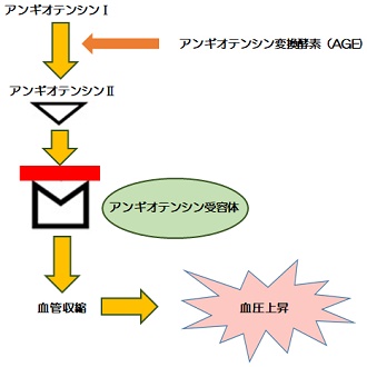 高血圧薬2